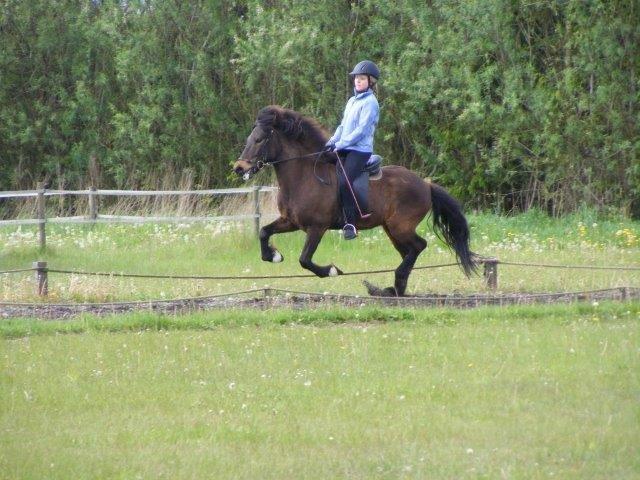 Islænder Tryllingur fra Tågehuse billede 4
