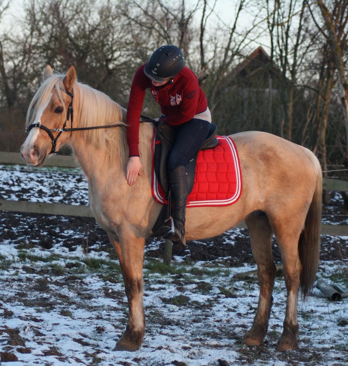 Welsh Cob (sec D) Rosalinde - 8 Gang med rytter og vi skridter og traver nu selv rundt på banen =D billede 38