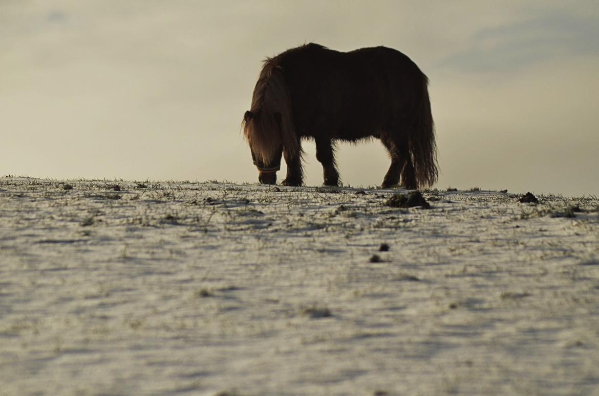 Shetlænder olfert billede 17