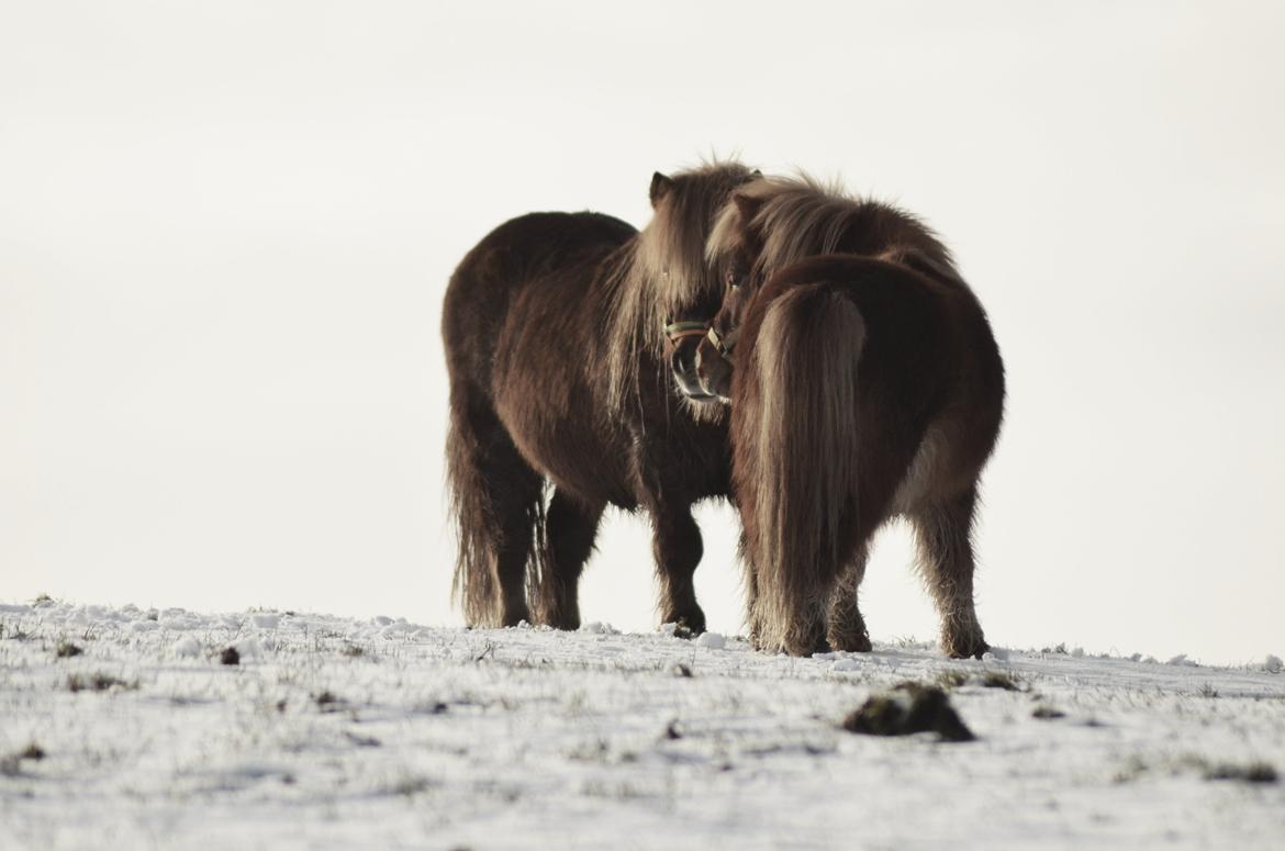 Shetlænder olfert billede 18