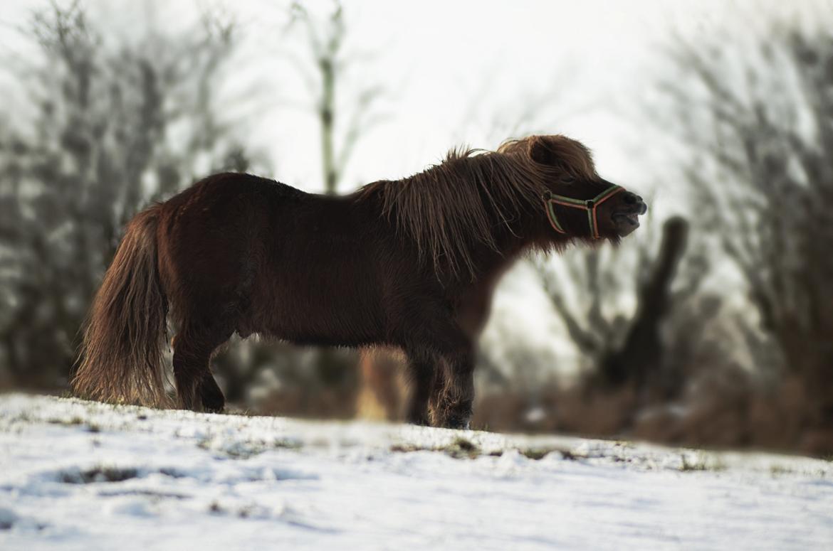 Shetlænder olfert billede 1