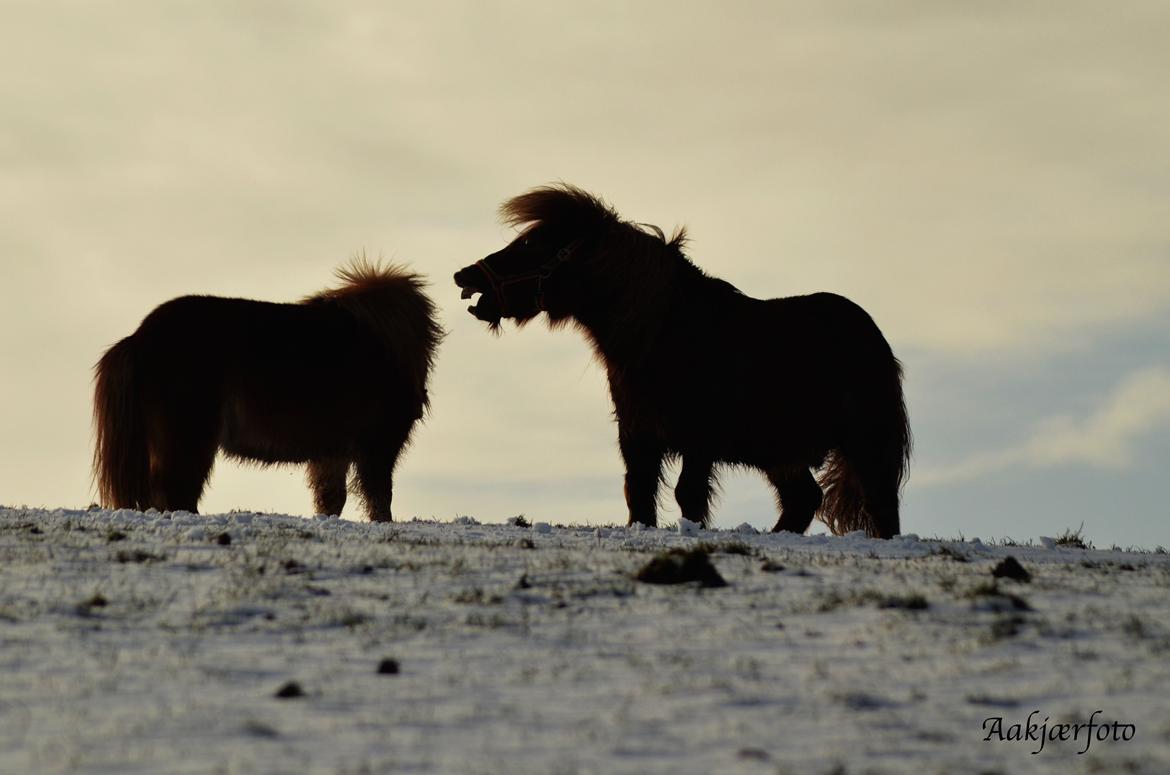Shetlænder olfert billede 19