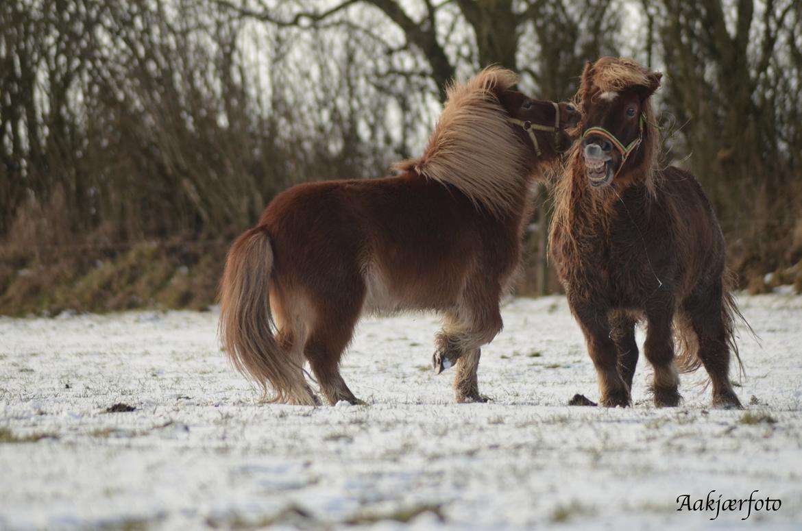 Shetlænder olfert billede 20