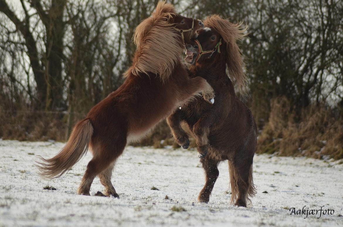 Shetlænder olfert billede 21