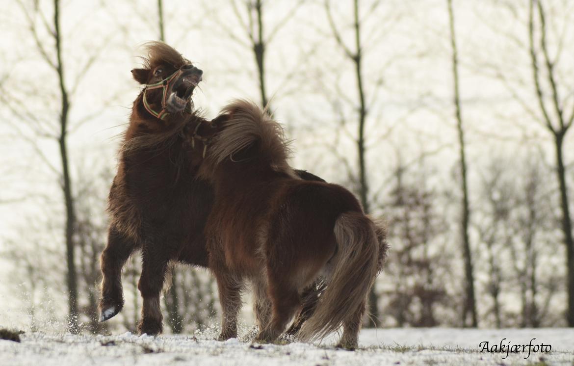 Shetlænder olfert billede 22