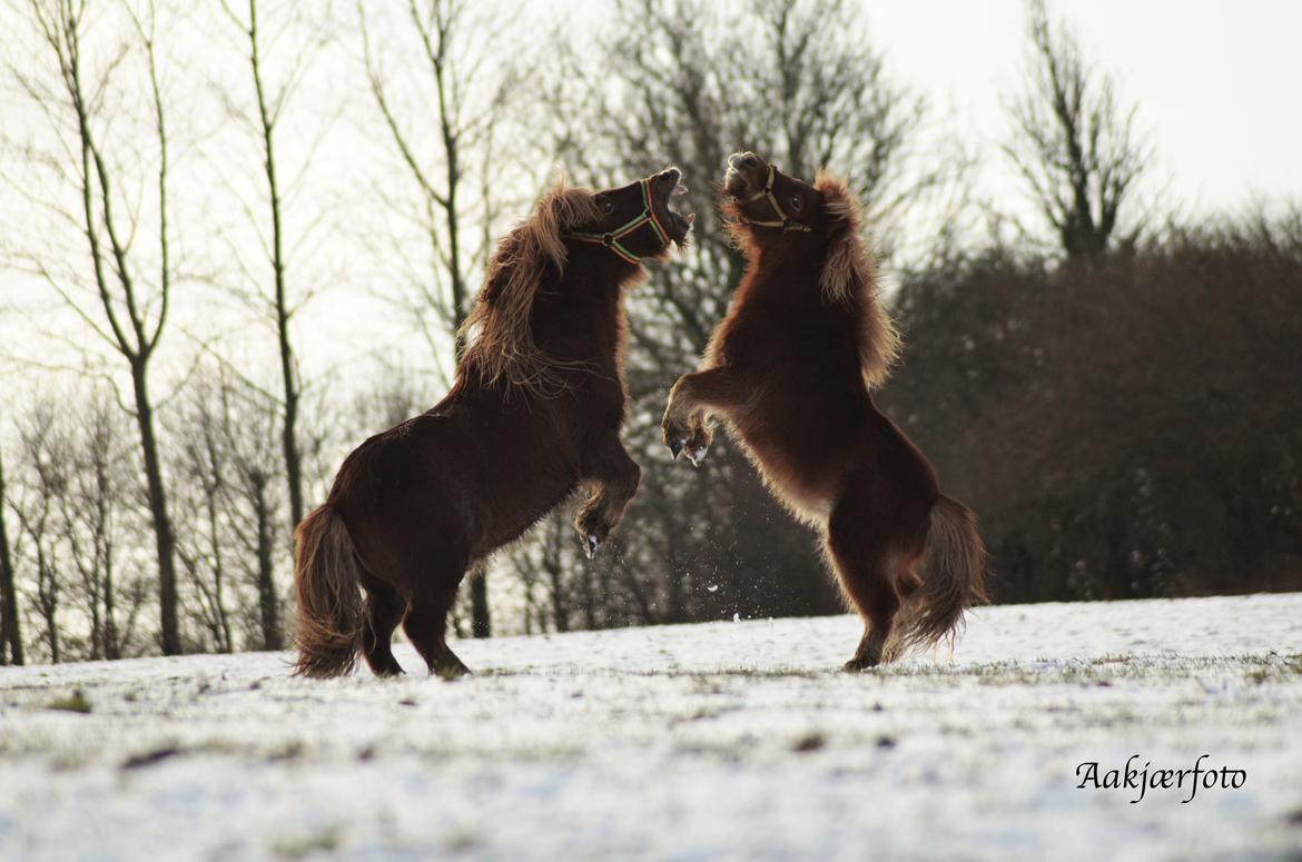 Shetlænder olfert billede 23