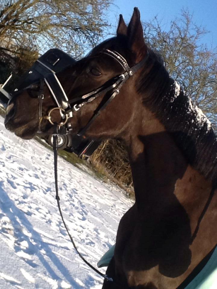 Anden særlig race Chanel  - Chanel i sne D.25.1.2015  billede 4