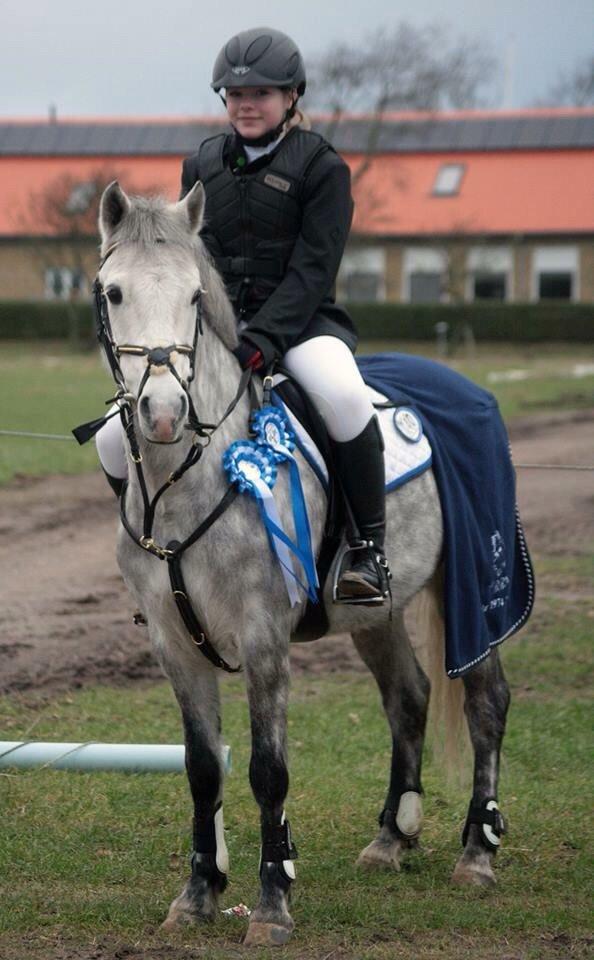 Welsh Partbred (Sec F) Bakkegaardens Sputnik billede 1