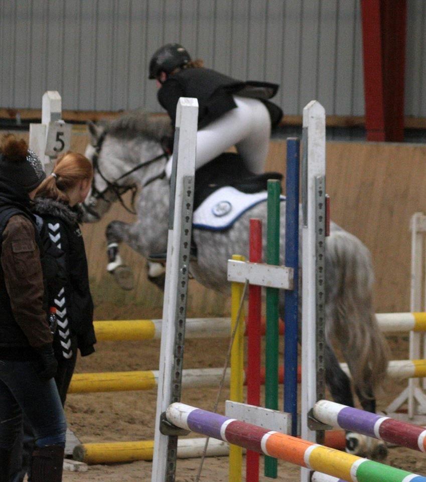 Welsh Partbred (Sec F) Bakkegaardens Sputnik billede 2