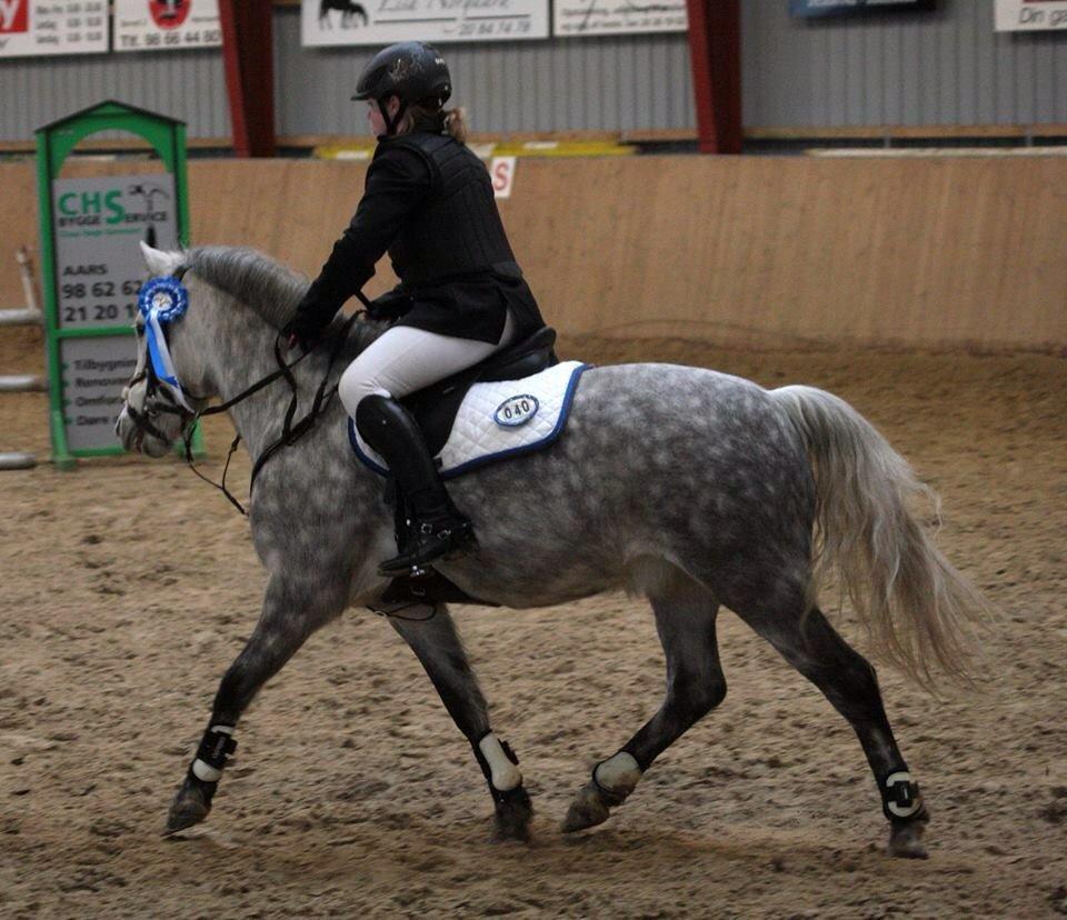 Welsh Partbred (Sec F) Bakkegaardens Sputnik billede 4