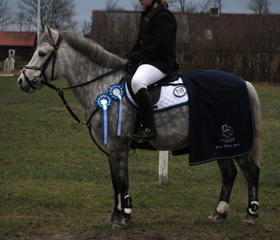 Welsh Partbred (Sec F) Bakkegaardens Sputnik billede 3