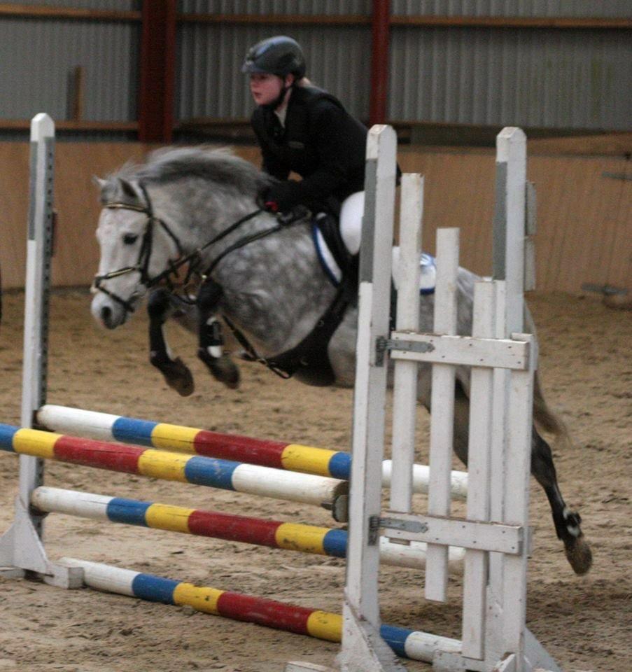 Welsh Partbred (Sec F) Bakkegaardens Sputnik billede 5