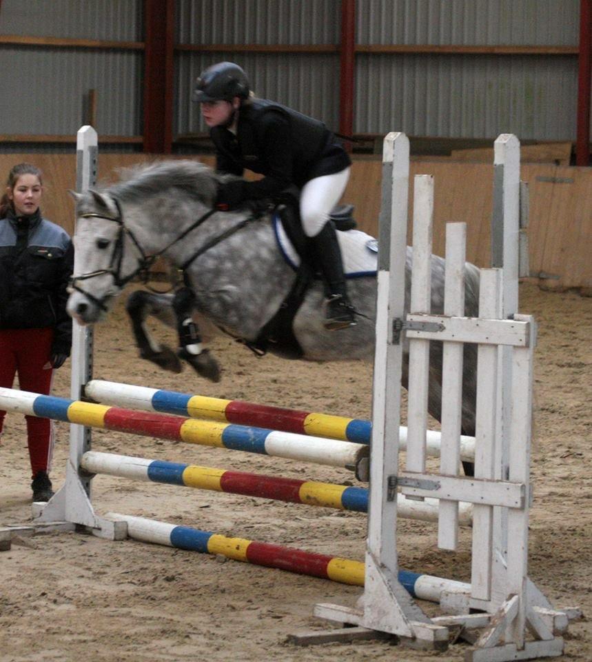 Welsh Partbred (Sec F) Bakkegaardens Sputnik billede 7