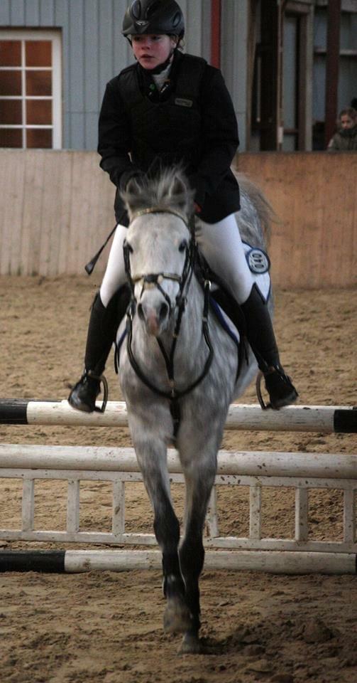 Welsh Partbred (Sec F) Bakkegaardens Sputnik billede 8