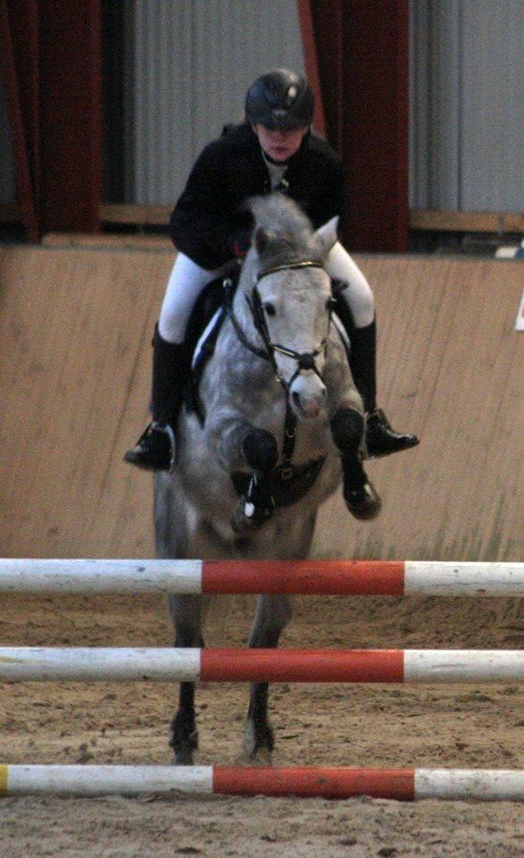 Welsh Partbred (Sec F) Bakkegaardens Sputnik billede 13