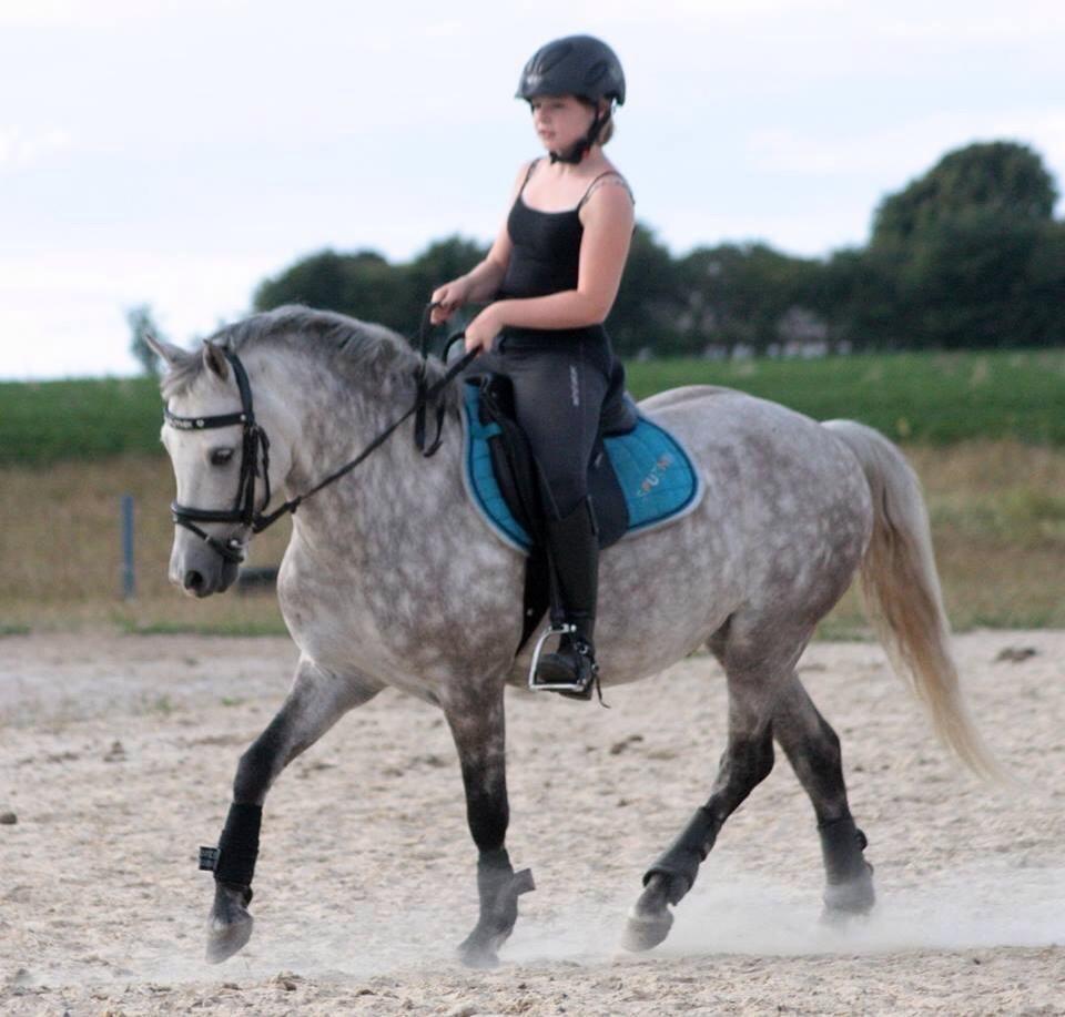 Welsh Partbred (Sec F) Bakkegaardens Sputnik billede 19