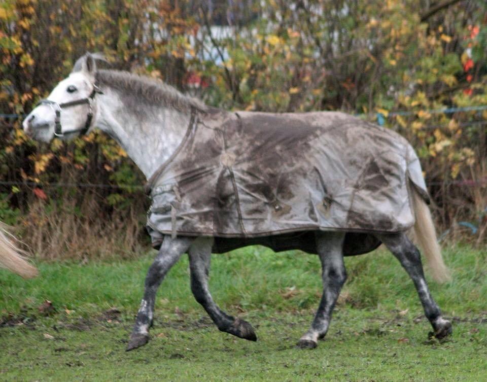 Welsh Partbred (Sec F) Bakkegaardens Sputnik billede 22