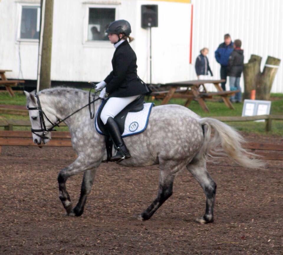 Welsh Partbred (Sec F) Bakkegaardens Sputnik billede 24