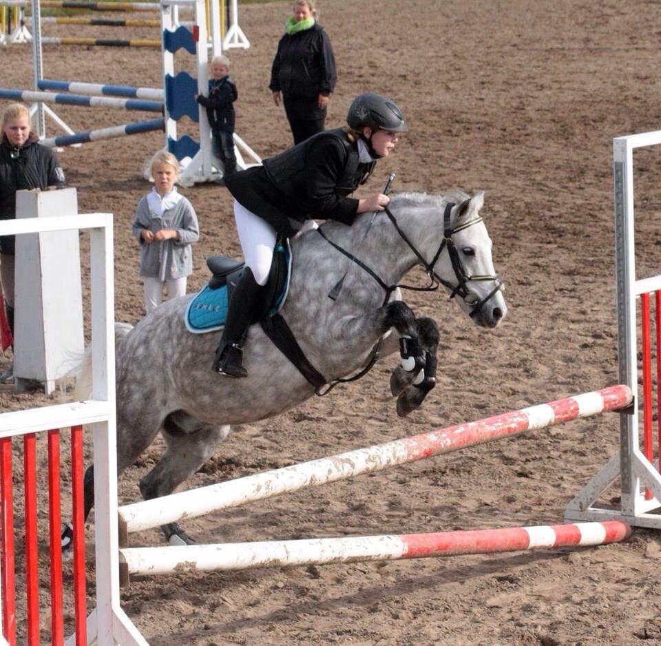 Welsh Partbred (Sec F) Bakkegaardens Sputnik billede 25