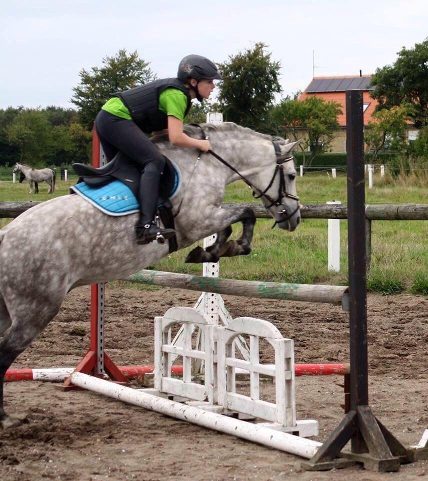 Welsh Partbred (Sec F) Bakkegaardens Sputnik billede 27