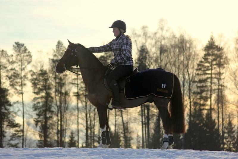 Hollandsk Sportspony | Radec<3 | (Toblerone) billede 1