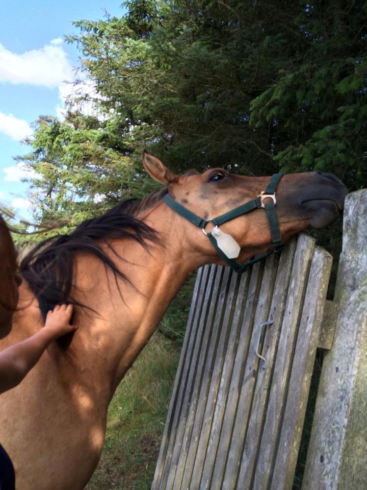 Anden særlig race lucinde<3 billede 5