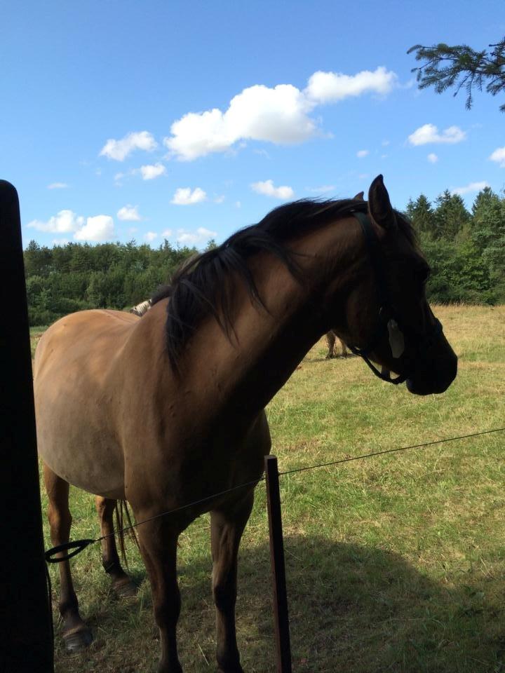 Anden særlig race lucinde<3 billede 6