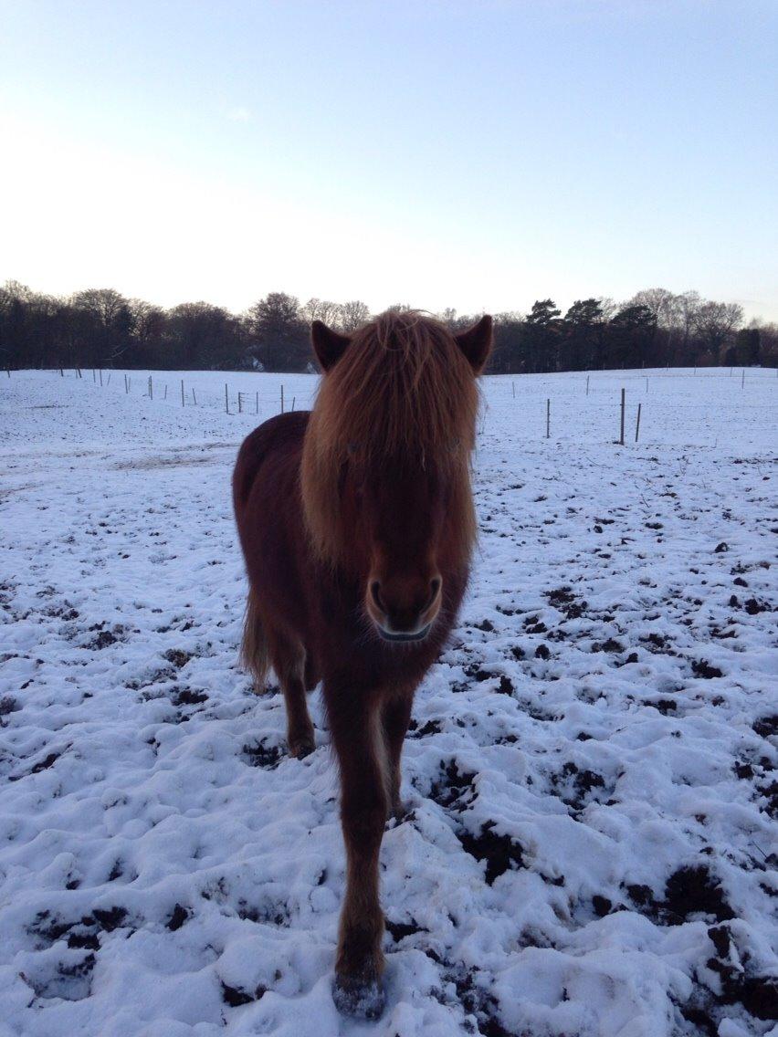 Islænder Elva fra Langtved billede 7