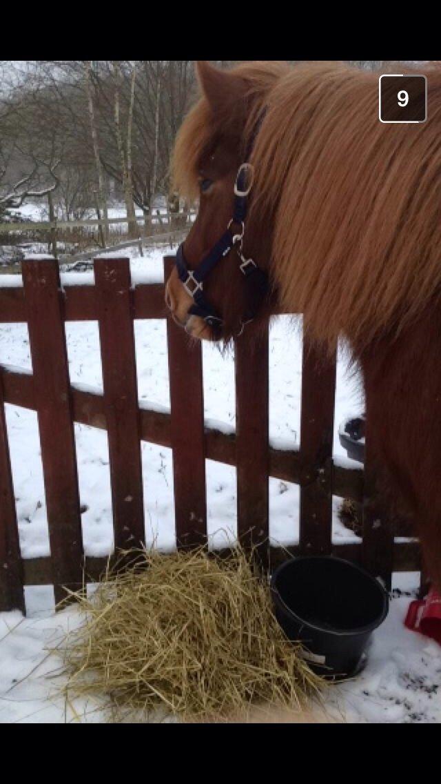 Islænder Elva fra Langtved billede 12