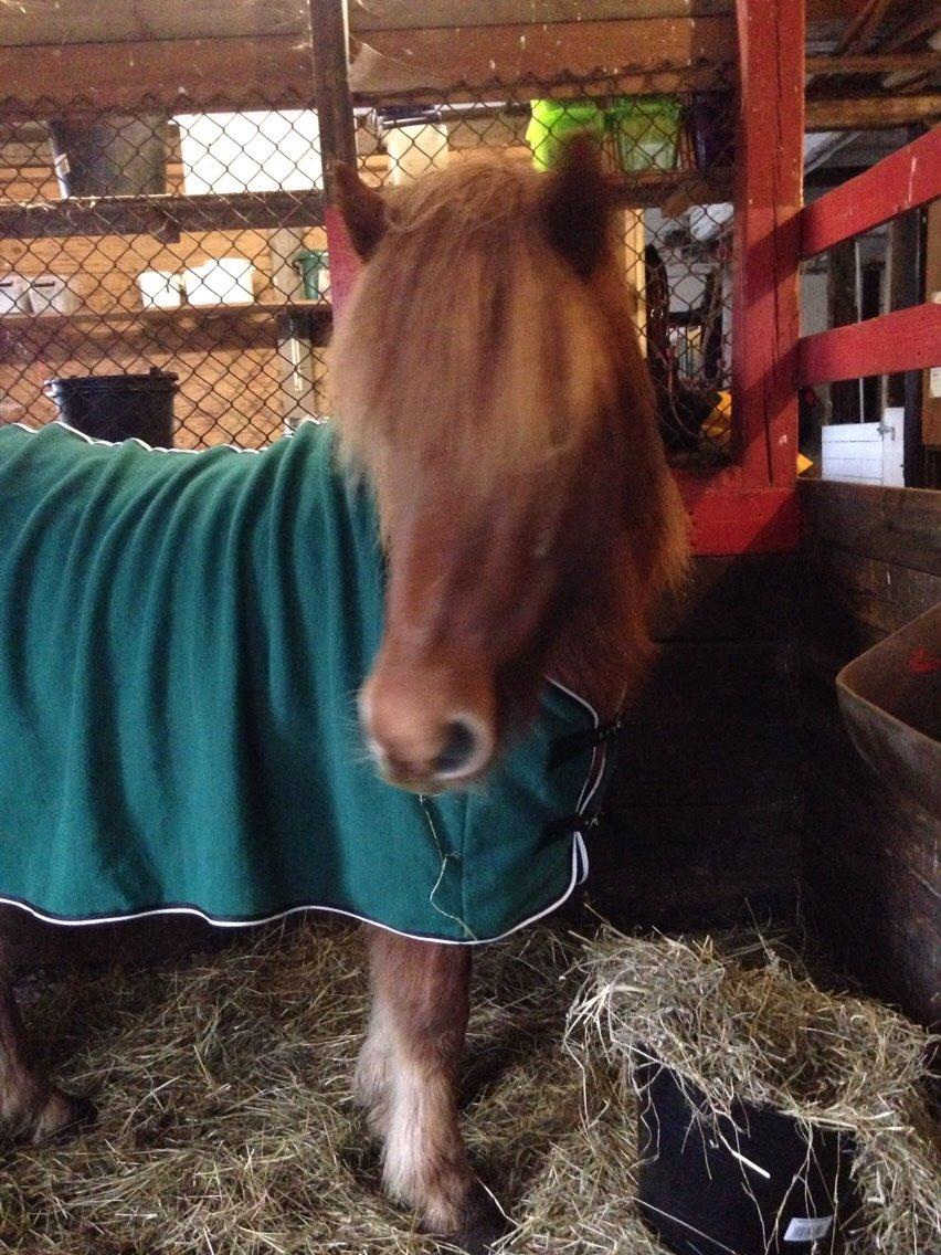 Islænder Elva fra Langtved billede 18