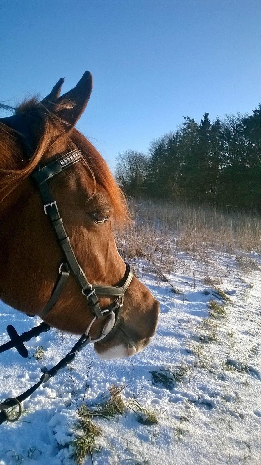 Arabisk fuldblod (OX) Itaya El Shaklan - 25 Januar 2015. 5 gang med rytter, første gang på tur. billede 43