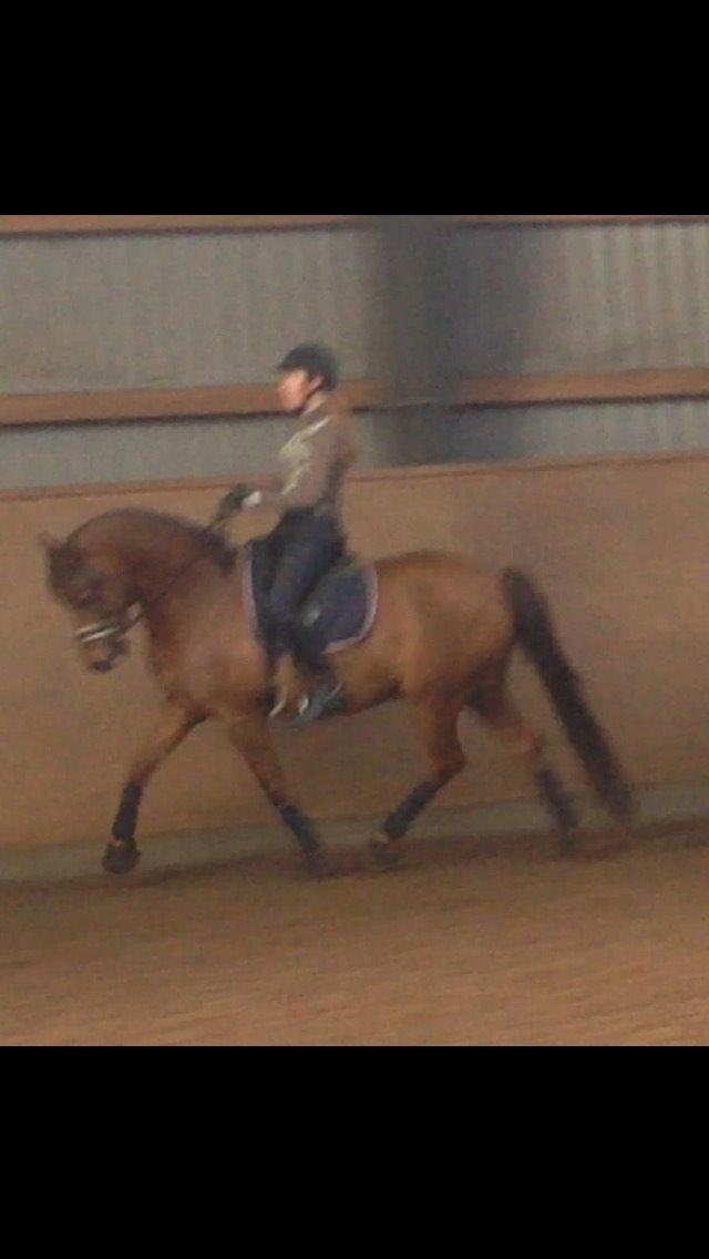 DSP Tofts Gambler billede 3