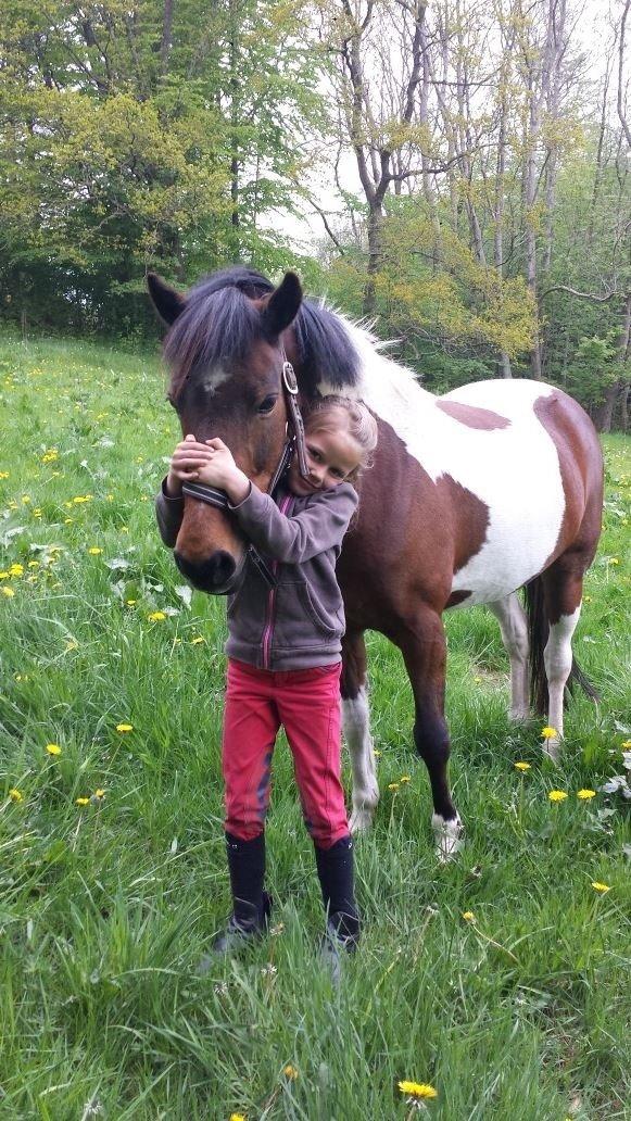 Pinto Joy Amira O,Shar billede 2