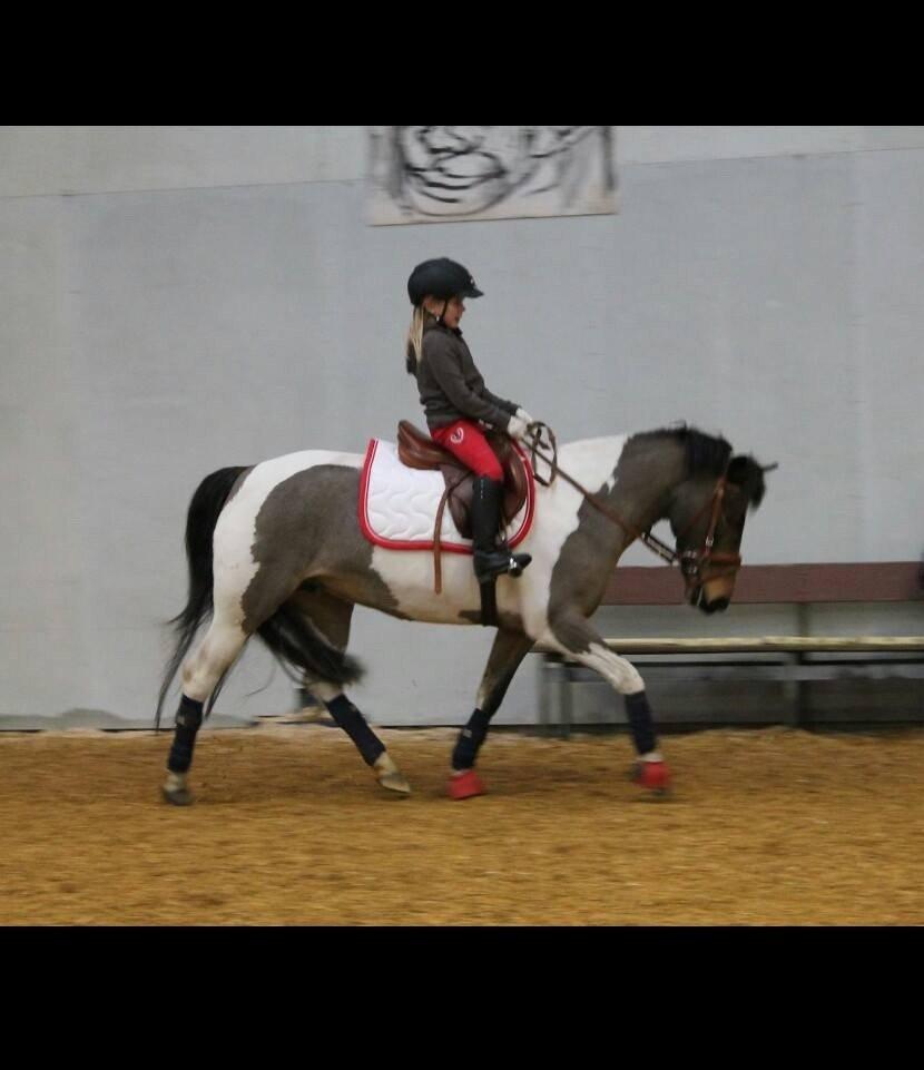 Pinto Joy Amira O,Shar billede 3