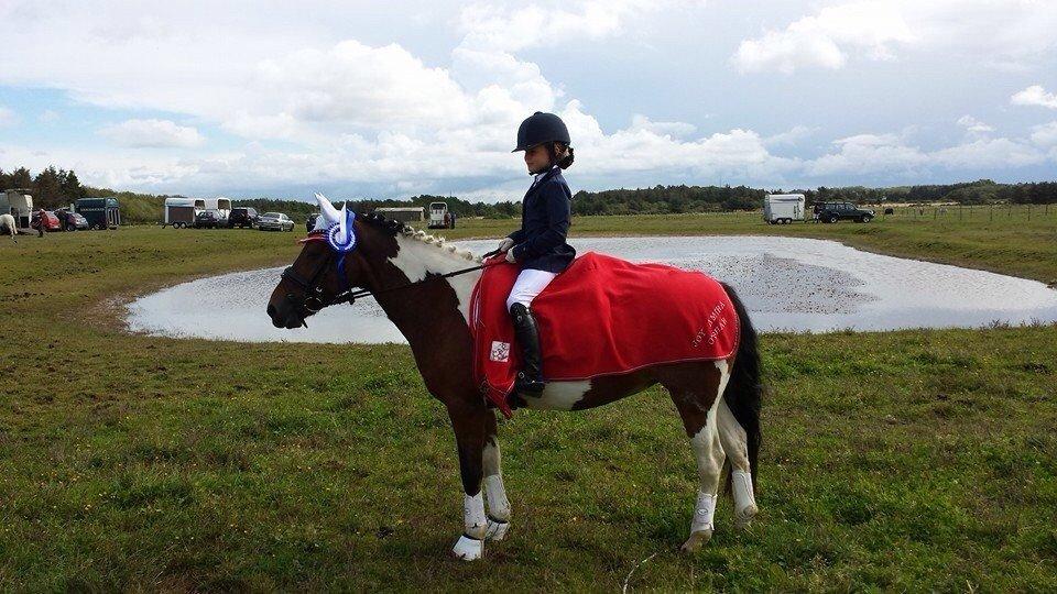 Pinto Joy Amira O,Shar billede 4