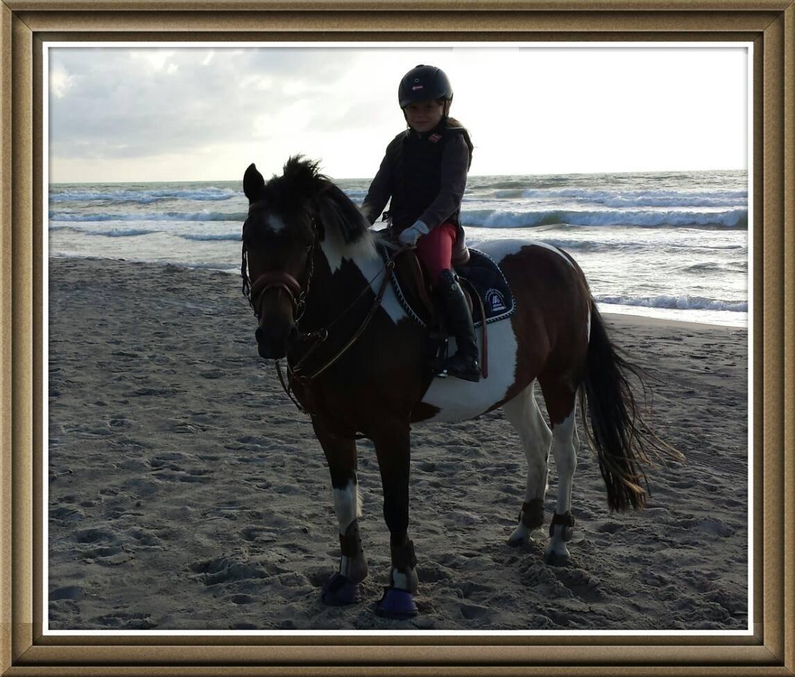 Pinto Joy Amira O,Shar billede 5