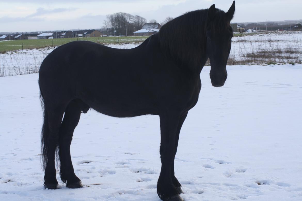 Frieser Halbe M aka Møffe billede 1