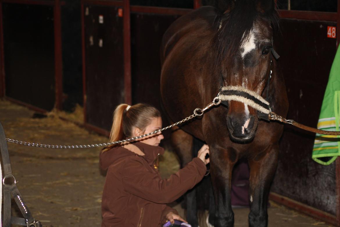 Anden særlig race Moveos Cassiopeia billede 20