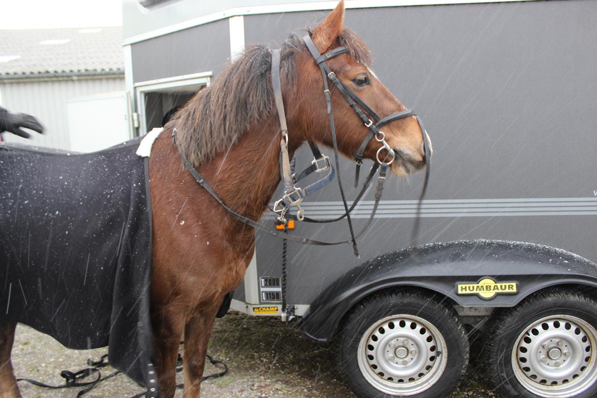 Welsh Pony af Cob-type (sec C) Golden Surprise billede 18