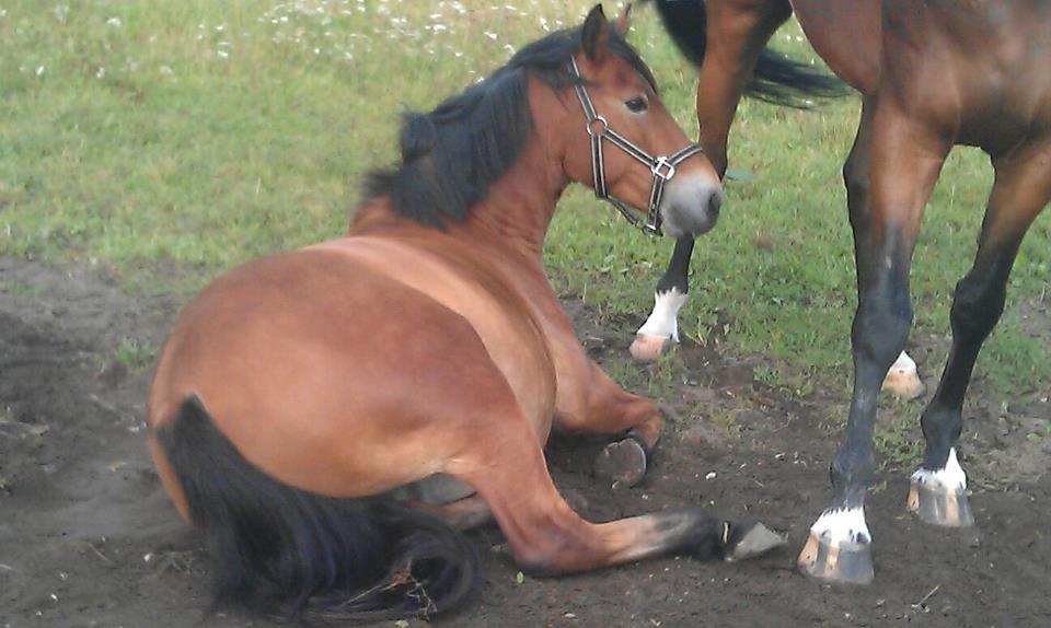 Anden særlig race Chrysler (Tidl. Part) billede 8