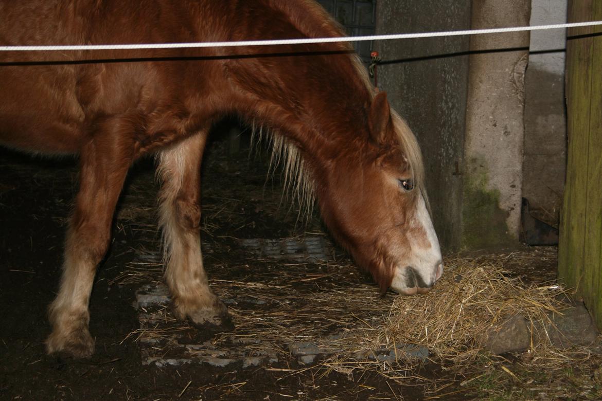 Haflinger Lausdalens Lukas SOLGT ;-( billede 3