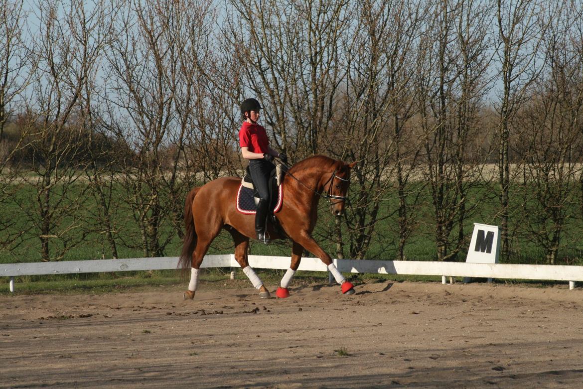 Trakehner Braveheart Graftebjerg billede 7