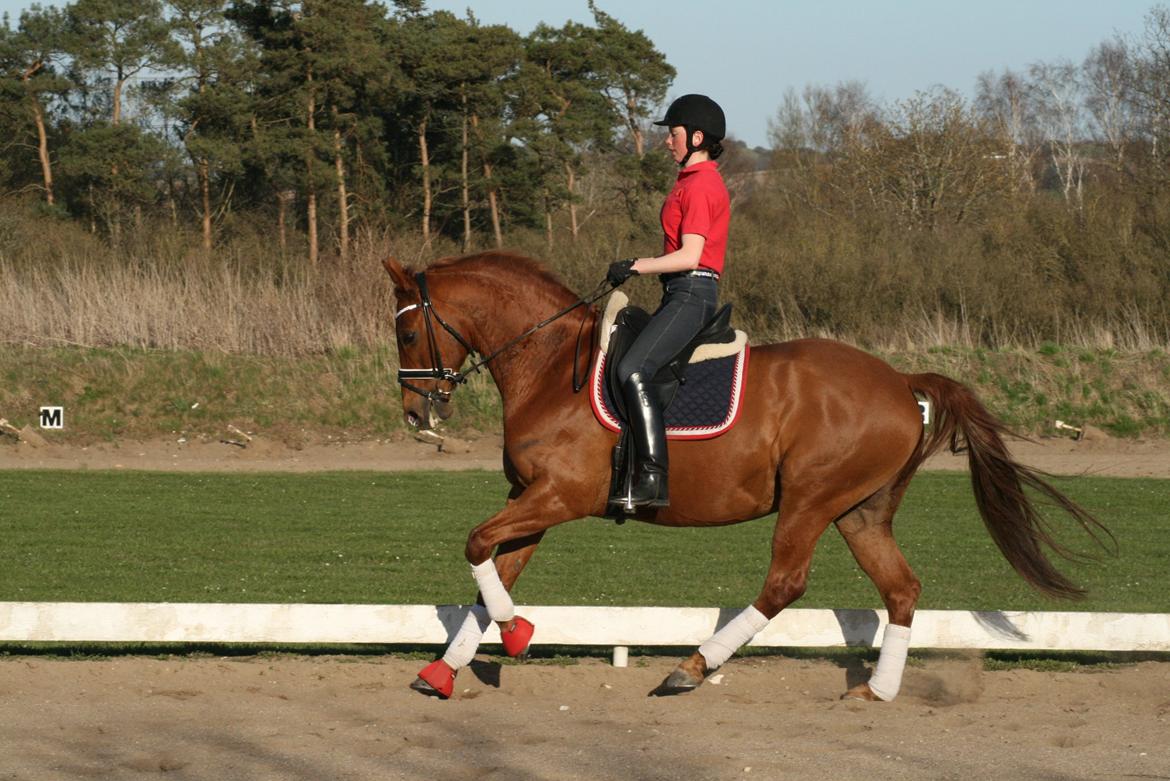 Trakehner Braveheart Graftebjerg billede 10