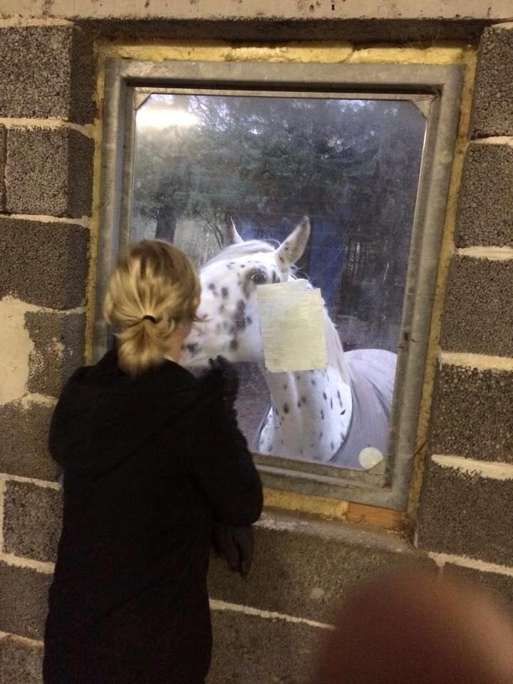 Knabstrupper Cibell [lånehest] billede 40