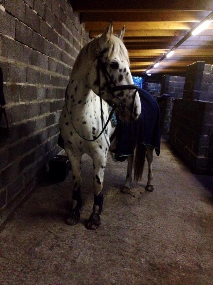 Knabstrupper Cibell [lånehest] billede 41