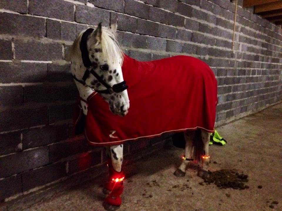 Knabstrupper Cibell [lånehest] billede 42