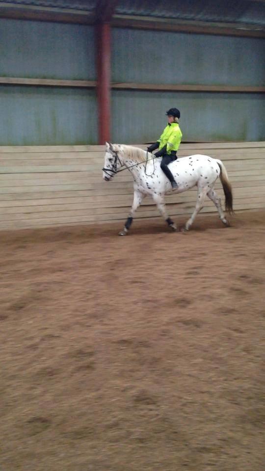 Knabstrupper Cibell [lånehest] billede 45