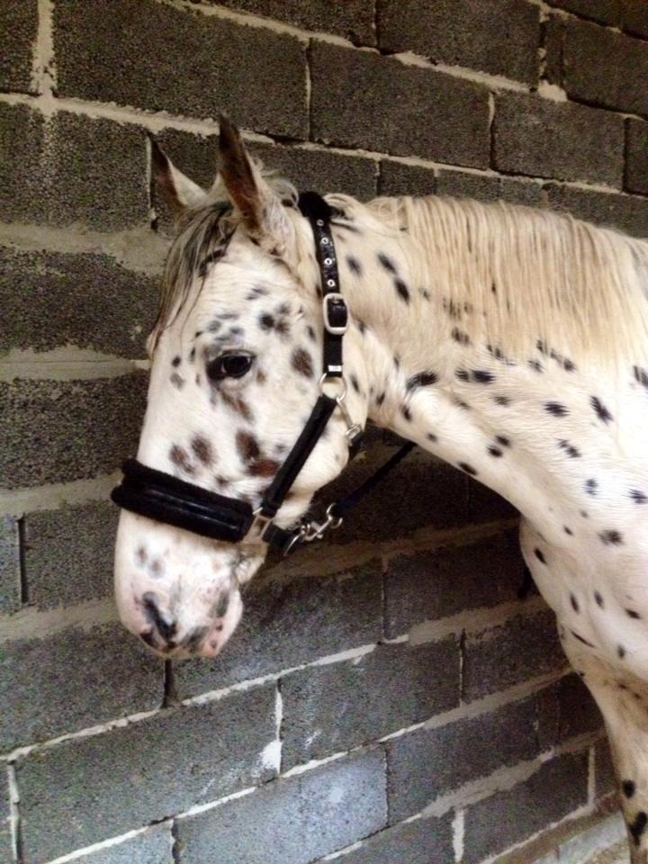 Knabstrupper Cibell [lånehest] billede 46