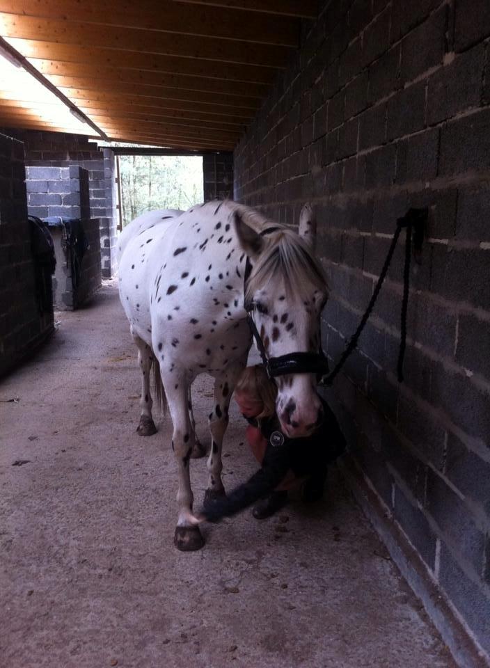 Knabstrupper Cibell [lånehest] billede 47