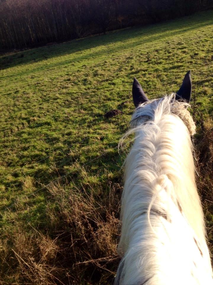 Knabstrupper Cibell [lånehest] billede 48